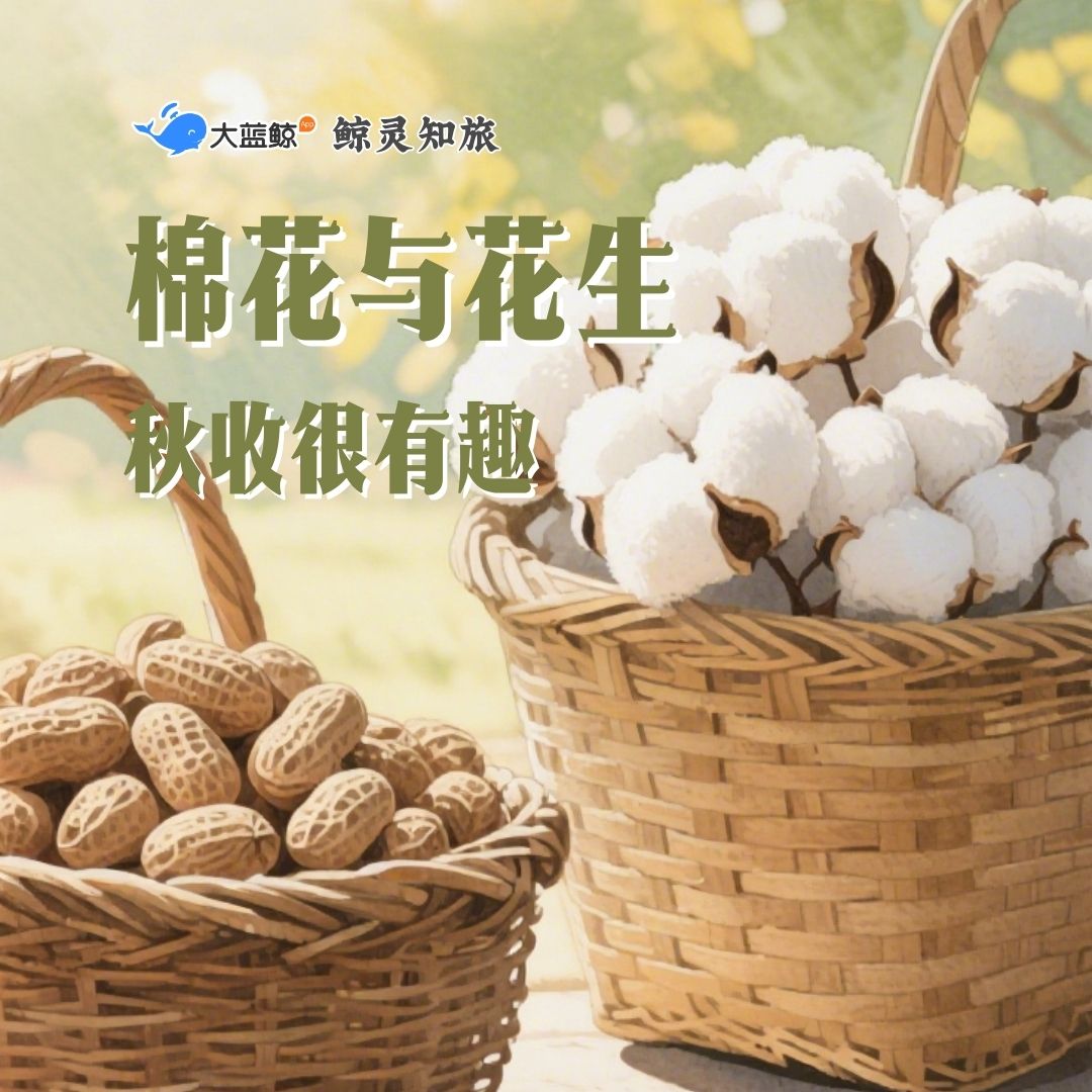 大蓝鲸爱研学 |【亲子半日营】秋收很有趣，采摘棉花、加工棉花、田间挖花生、剥花生大赛、花生糖DIY……走，去挖宝藏！