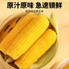 吉林【黄糯玉米】粒粒饱满 香甜软糯 自然醇香 生态玉米 东北富硒黑土地种植！ 商品缩略图6