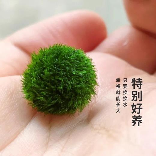 幸福海藻球微景观 3颗 鱼缸生态室内桌面水培创意迷你植物水生绿藻球 商品图1