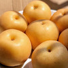 【秋天的第一口清甜 秋月梨】清脆甘甜 汁水丰富 果大肉白 核小无渣 金秋食梨 商品缩略图6