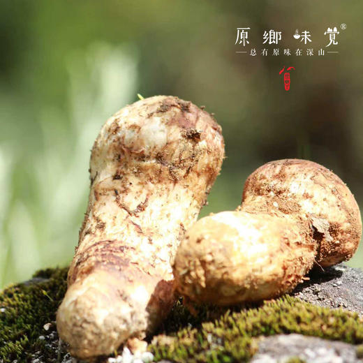 稻城松茸干片（成都仓库-顺丰快递） | 50g/罐，来自四川稻城，生产者：赵彪【合作生产，公平贸易】 商品图6
