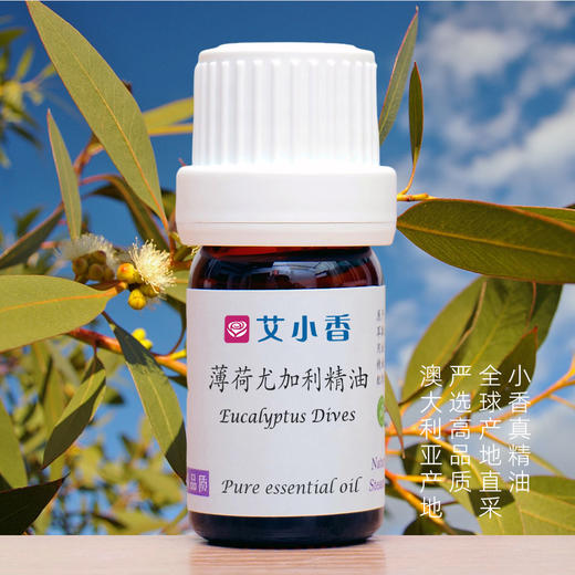 薄荷尤加利精油 澳洲产地直采 强劲清凉空间净化 商品图0