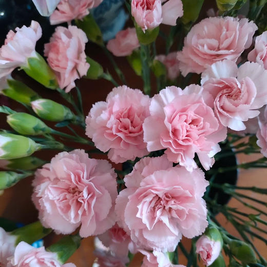 多头康乃馨.杜芭杜 商品图0