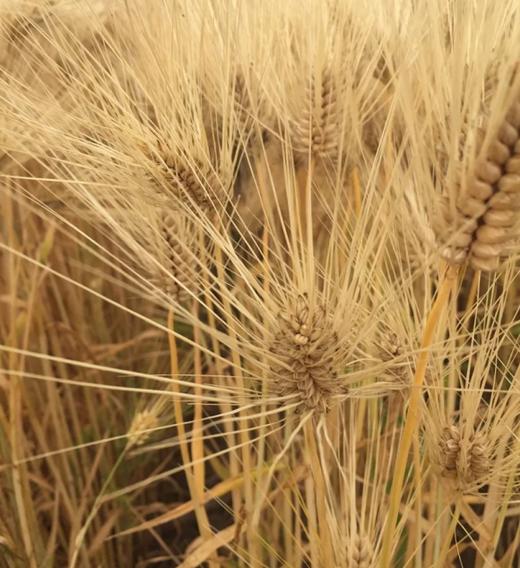 活力农耕大麦茶 350g 商品图2