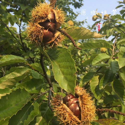 【每周二周五发货】怀柔生态鲜板栗/速冻板栗仁（基地直发-申通包邮） | 多种规格，来自北京怀柔，生产者：王秀亮【合作生产，公平贸易】 商品图12