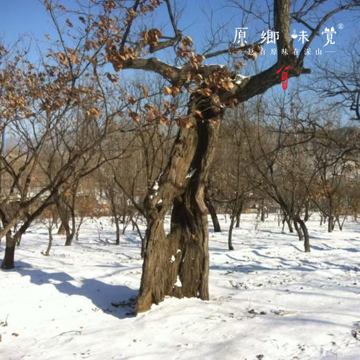 【每周二周五发货】怀柔生态鲜板栗/速冻板栗仁（基地直发-申通包邮） | 多种规格，来自北京怀柔，生产者：王秀亮【合作生产，公平贸易】 商品图4