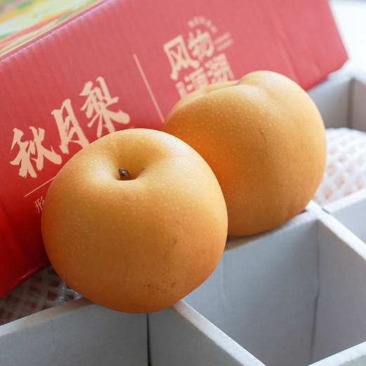 【秋天的第一口清甜 秋月梨】清脆甘甜 汁水丰富 果大肉白 核小无渣 金秋食梨 商品图2