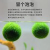 幸福海藻球微景观 3颗 鱼缸生态室内桌面水培创意迷你植物水生绿藻球 商品缩略图2