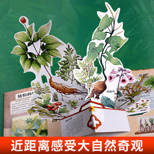 【青葫芦】那么大！立体书：植物 3-8岁 儿童3d立体书 商品图3