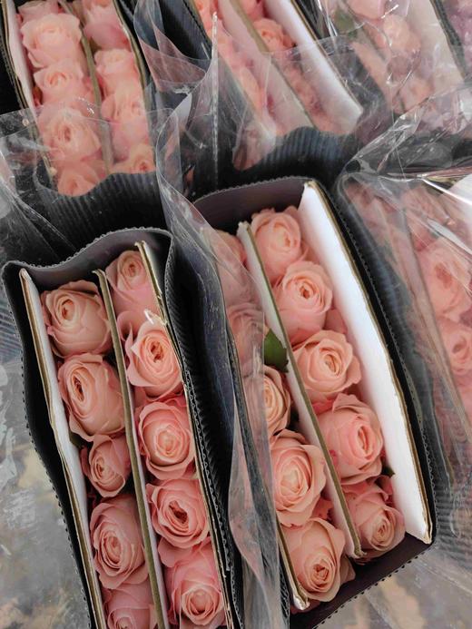 国产单头玫瑰花凯瑟琳10支 商品图4