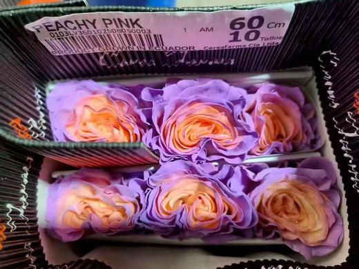 厄瓜多尔染色PEACHY PINK粉芯桃子玫瑰10支 商品图4