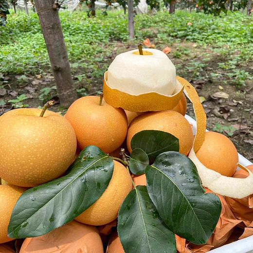 【秋天的第一口清甜 秋月梨】清脆甘甜 汁水丰富 果大肉白 核小无渣 金秋食梨 商品图5