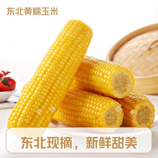 吉林【黄糯玉米】粒粒饱满 香甜软糯 自然醇香 生态玉米 东北富硒黑土地种植！ 商品图3