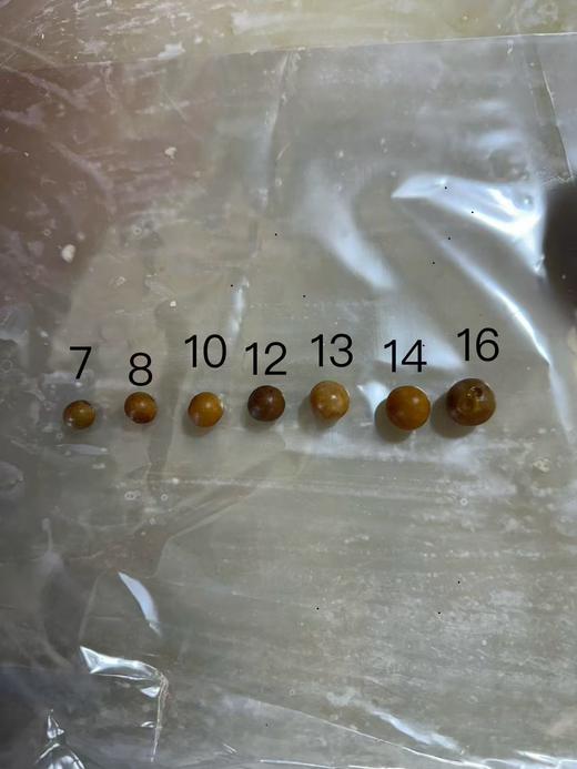 2025新鲜鸡头米 芡实 冰鲜冷链  顺丰江浙沪包邮 偏远地区需要加10元 商品图7