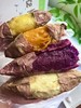【云南四拼彩云蜜薯】四重风味，一口吃遍云南山海~个个都是糖化好的，每一种单拎出来都超好吃 1️⃣云溪红蜜2️⃣榴莲金蜜3️⃣奶油哈蜜4️⃣糖心紫蜜 🏔️ 云南高原海拔2500米生态种植 商品缩略图2