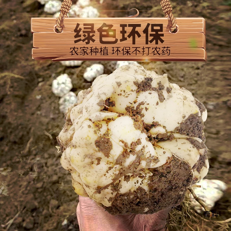 【粉糯不苦❗️江西万载龙牙百合】现挖现发，营养美味滋补，瓣形厚微弯个头肥大，色泽洁白至宝黄，淀粉含量高，营养丰富粉糯更甜味淡不苦，宜春新鲜食用龙牙百合新鲜L