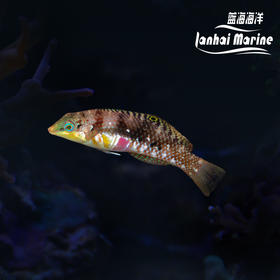 红斑豹纹龙/紫肚龙（除蚓螺）