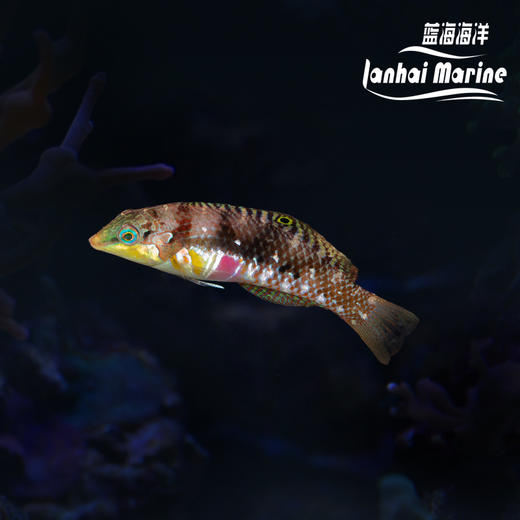 红斑豹纹龙/紫肚龙（除蚓螺） 商品图0