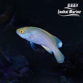 澳洲紫线雀 母