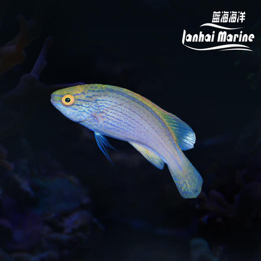 澳洲紫线雀 母 商品图0