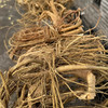 福建小叶牛奶根新鲜现挖南平野生牛奶根多规格可选松溪白花牛奶根 商品缩略图2