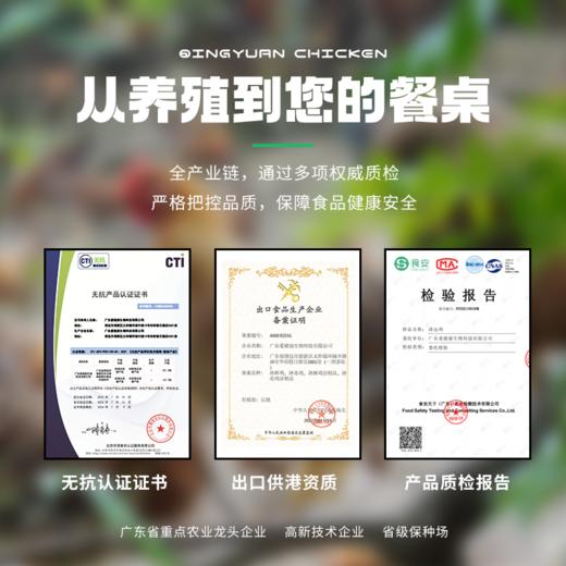 【顺丰/京东冷链】清远鸡母鸡  供港企业湾区金标认证 正宗清远鸡 168天母鸡 1kg/装 地标好物 - 叹鸡 商品图4