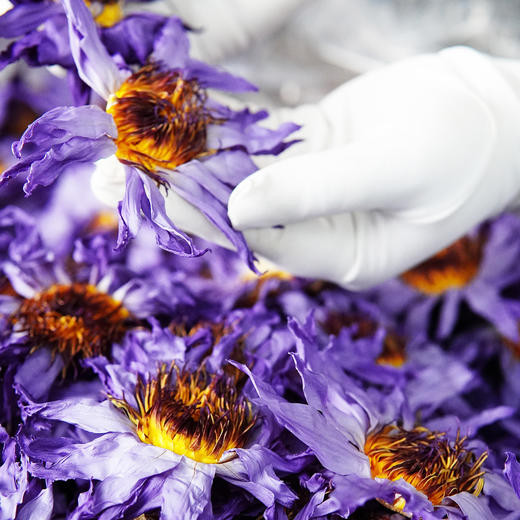 九品香莲茶 30g/盒 每盒约11-13朵 商品图7