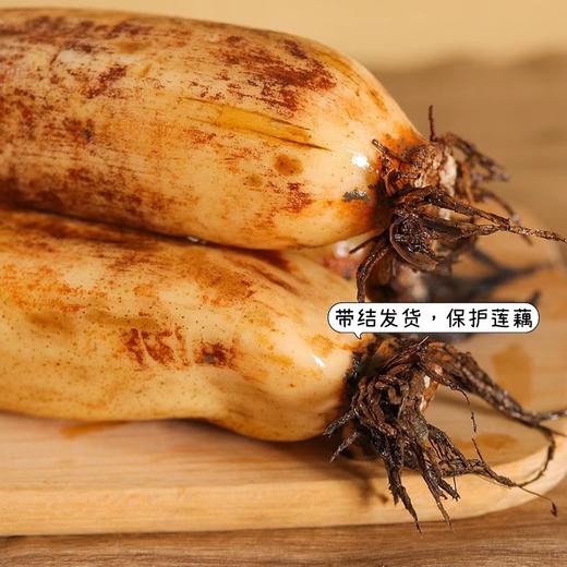 洪湖莲藕 商品图3