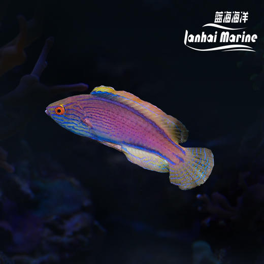 澳洲紫线雀 公 商品图0