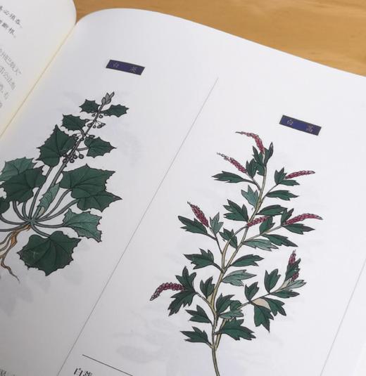 《补遗雷公炮制便览》，16开函套装，全2册，彩色印刷，[明]佚名宫廷画师绘，郑金生考校，上海辞书2022年8月版，定价880，售价488元。 商品图10