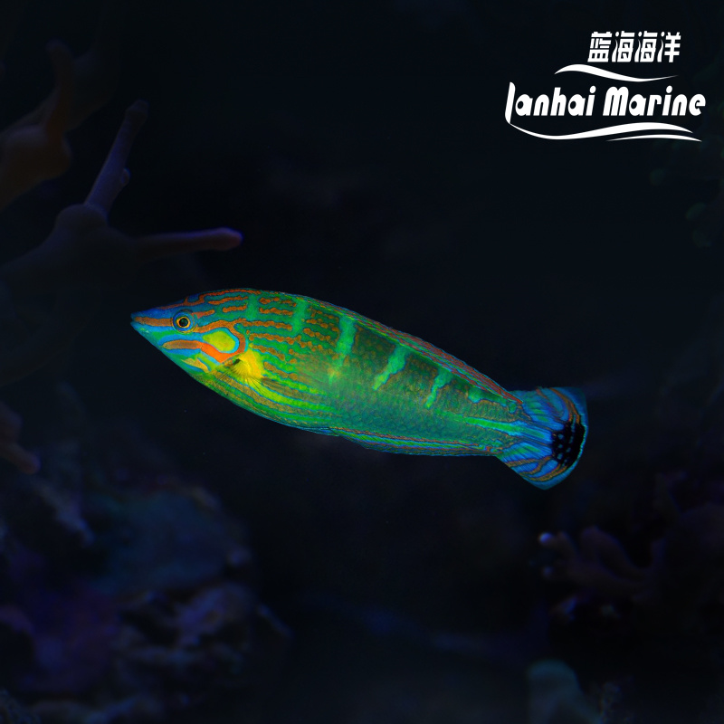 八线龙 公（除蚓螺）