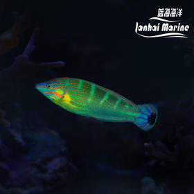 八线龙 公（除蚓螺）
