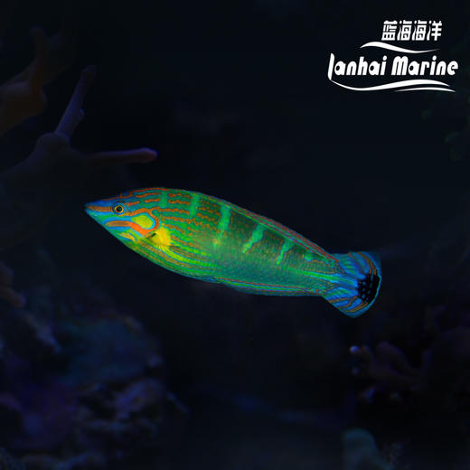 八线龙 公（除蚓螺） 商品图0