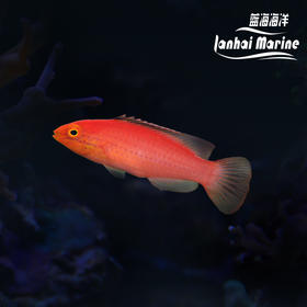 加藤雀 母