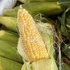 包邮！超好吃！云南高甜超嫩水果玉米【8根】生吃口感绝了，超甜，果肉细腻完全无渣，选品团队一致强烈推荐！ 商品缩略图6