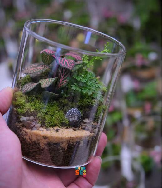 苔藓生态瓶 商品图1