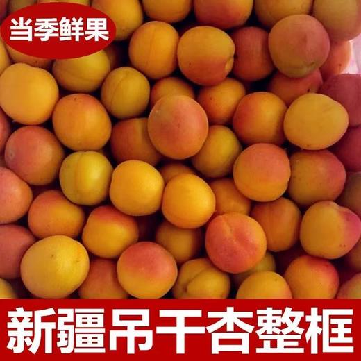 新疆吊干杏 商品图0