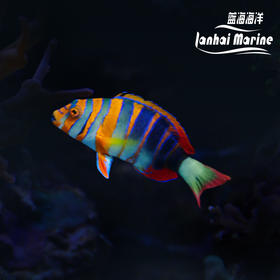 澳洲藩王
