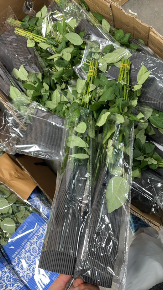 双柏洛神 商品图2