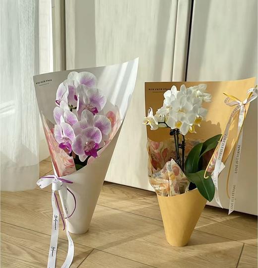 蝴蝶兰盆栽（花色随机） 商品图0