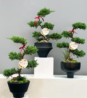 步步高升五层松塔