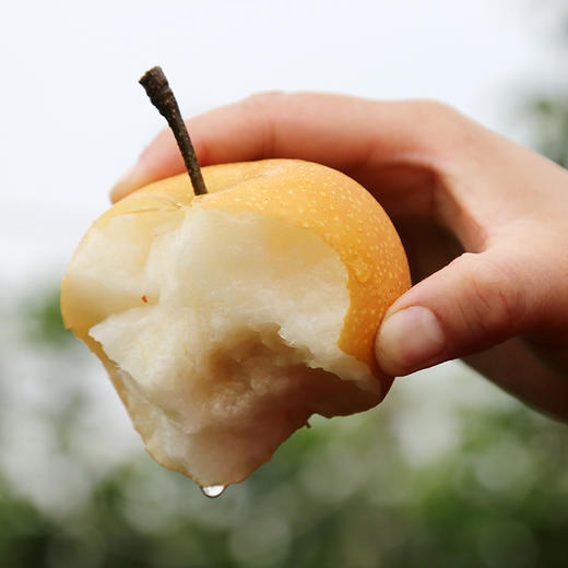 山东秋月梨 产地直发  新鲜酥脆 清甜可口 商品图4