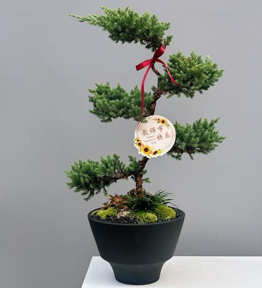 步步高升五层松塔 商品图2