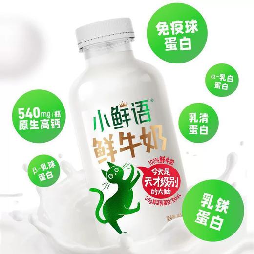 450ml蒙牛小鲜语全脂鲜牛奶 低温巴氏鲜牛奶 营养早餐 商品图2