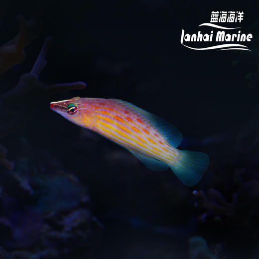 八线狐 商品图0