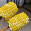 双色水果玉米 商品缩略图0