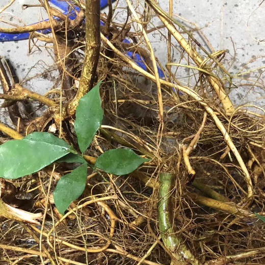 福建小叶牛奶根新鲜现挖南平野生牛奶根多规格可选松溪白花牛奶根 商品图3