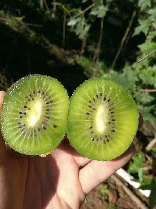 猕猴桃之都--陕西周至【25年头茬-特甜翠香猕猴桃】公认的“VC冠中之冠” ❗️产于天然氧吧 | 种植15年以上周至农户直供🛫不是所有翠香都叫特甜翠香 商品图1