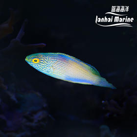 夏威夷金丝雀 公