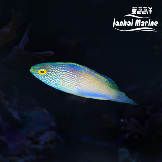 夏威夷金丝雀 公 商品图0